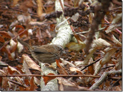 Song Sparrow eating Hardhack seeds