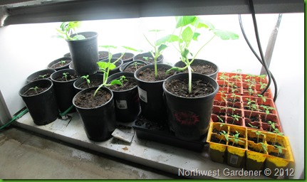 Grow Box