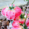 freeze dec.09 013-a.jpg