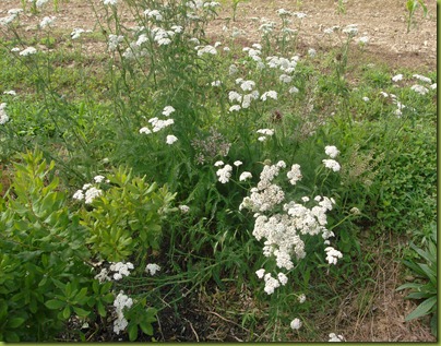 yarrow