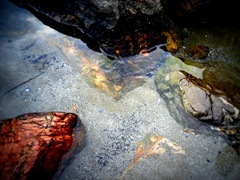 H2O H2O