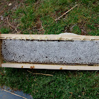 Spring, an update Spring, an update