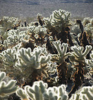 Cholla cactus in Joshua Tree National Park (Photo by Bob Moore)