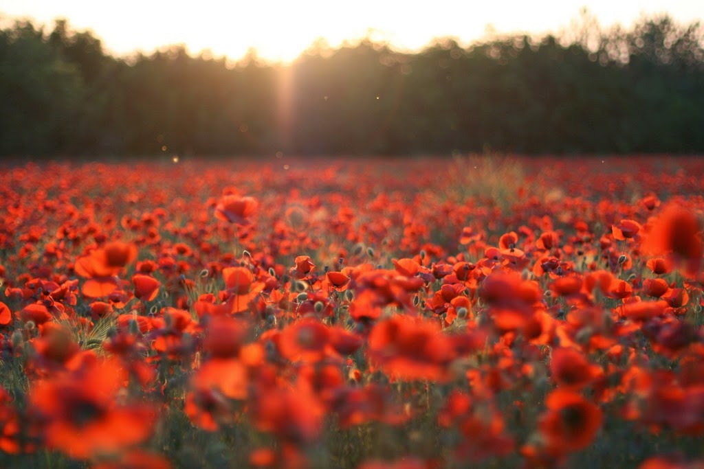 [poppies-flowers-red-field-meadow-nature%255B8%255D.jpg]