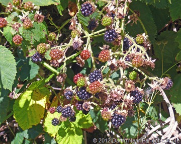 Blackberry Bush