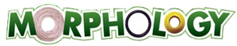 morphology