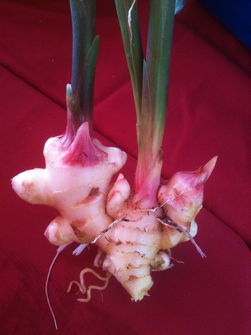 [ginger%255B4%255D.jpg]