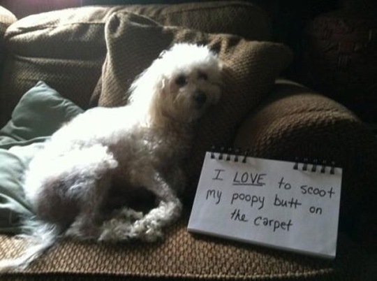 [dog-shaming-bad-30%255B2%255D.jpg]
