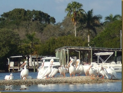 white pelicans