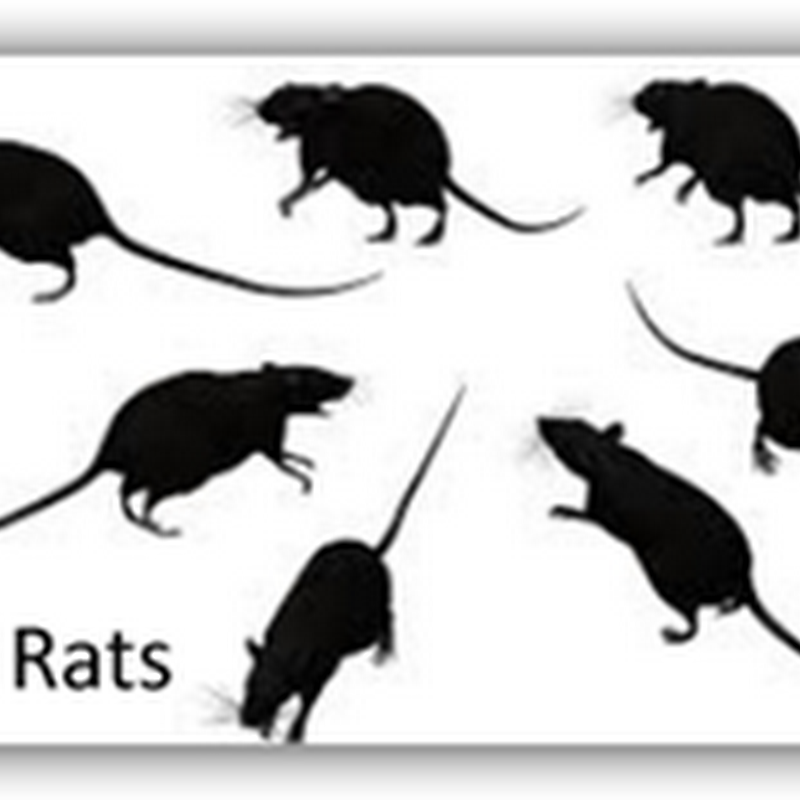 VA Crisis Should Be A Huge Wake Up Call , We Have Turned Into a Nation of “Stat Rats”, Losing Touch With the “Real” World As Virtual Values Confuse, Collide and Wreak Havoc As Models & Formulas Fail