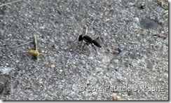 Ant on Concrete Crop