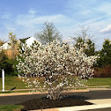 Shadblow Serviceberry