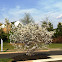 Shadblow Serviceberry