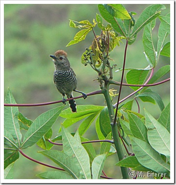 Thamnophilus ruficapillus