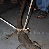 Udumbu at Nayathode 14.JPG