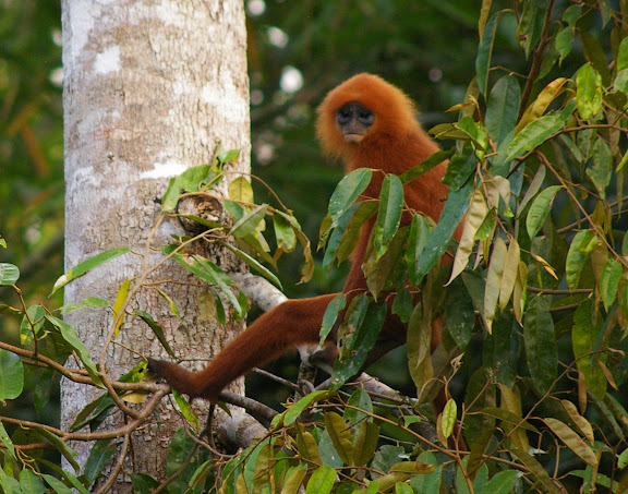 Langur rouge (Presbytis rubicunda). Sukau (Sabah), 8 août 2011. Photo : J.-M. Gayman