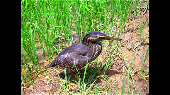 Spotting Image 1