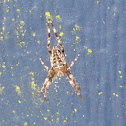 Cross Spider
