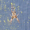 Cross Spider