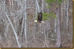 Eagle at BC1 Eagle at BC1