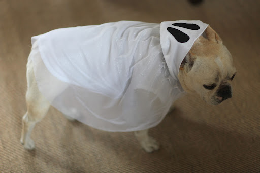 Sharkey checks out the ghost costume. 