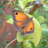 I love these cheery and abundant butterflies. The bright orange is charmingly warm.