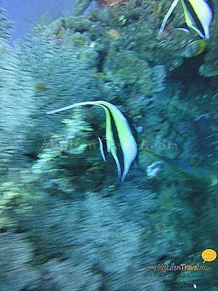 Diving Amed Bali 49 Diving Amed Bali 49