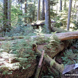 Cathedral Grove, Vancouver Island, BC, Canadá