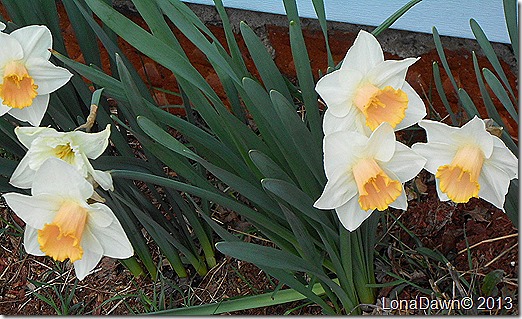 Daffodils_Pink