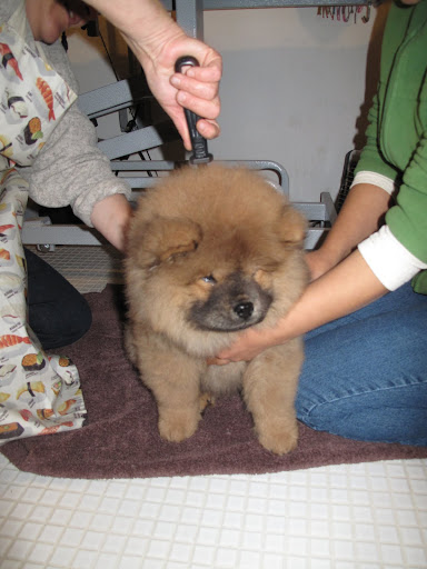 I suppose daily brushing is necessary if I want to look like a champion.