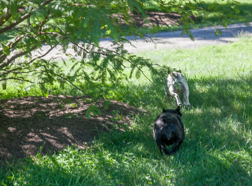 Francesca! I bet the guinea fowl have been moved into the chicken coops. I'll race you down there so we can settle this mystery, once and for all. Francesca! I bet the guinea fowl have been moved into the chicken coops. I'll race you down there so we can settle this mystery, once and for all.
