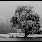drzewo-dscf7166.jpg drzewo-dscf7166.jpg