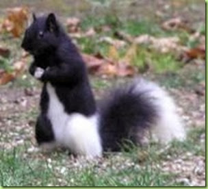 black and white squirrel