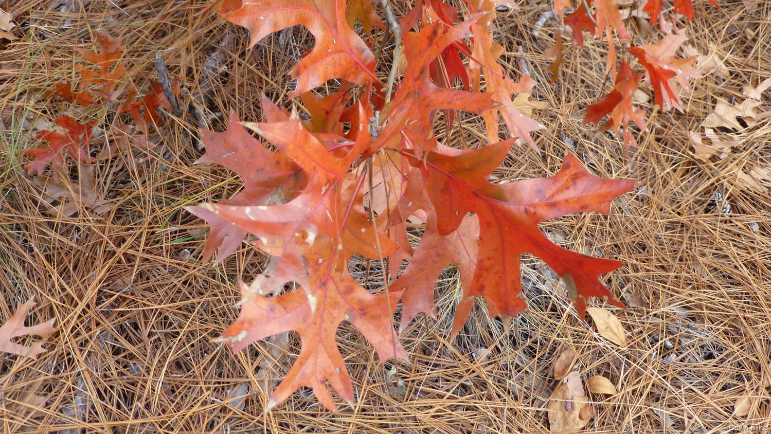[Greenway_0103.jpg]