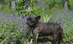 Sharkey, the nepeta, or catmint is blooming away!  Cats get kind of tipsy smelling this herb.