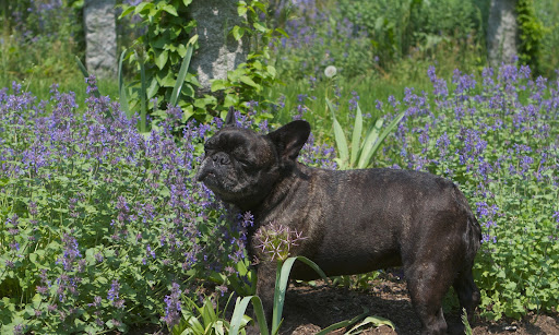 Sharkey, the nepeta, or catmint is blooming away!  Cats get kind of tipsy smelling this herb.