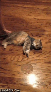 gif animados engraçados Quando tenho que acordar cedo no final de semana gif animados engraçados Quando tenho que acordar cedo no final de semana