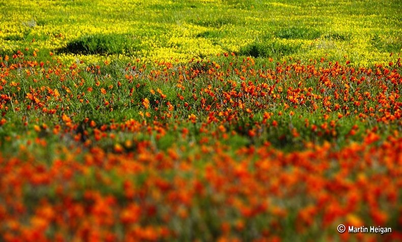 Namaqualand-flores-3 Namaqualand-flores-3