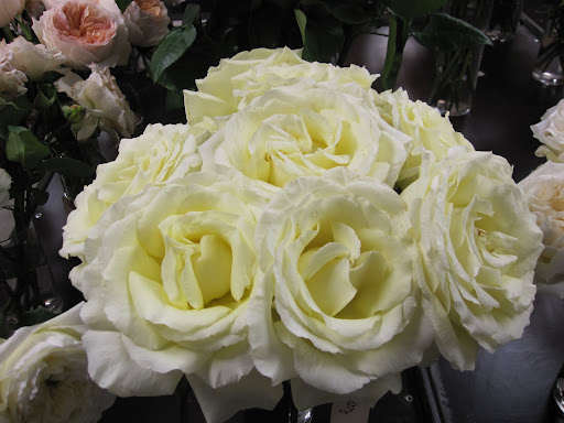 These roses are called 