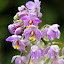 Flowers at Waiseli Rainforest Preserve - Savusavu, Fiji