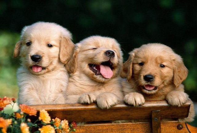 A great collection of positive emotions