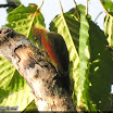Checker-throated Wookpecker_04.jpg