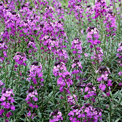 erysimum_bowles_mauve[1]