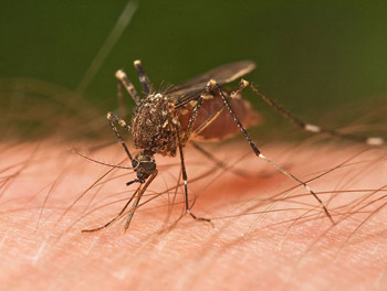 mosquit.jpg