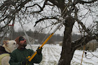 You're pruning all of last year's growth because all it produces are leaves and you want the established growth to have all the tree's energy to produce flowers and fruit. You're pruning all of last year's growth because all it produces are leaves and you want the established growth to have all the tree's energy to produce flowers and fruit.