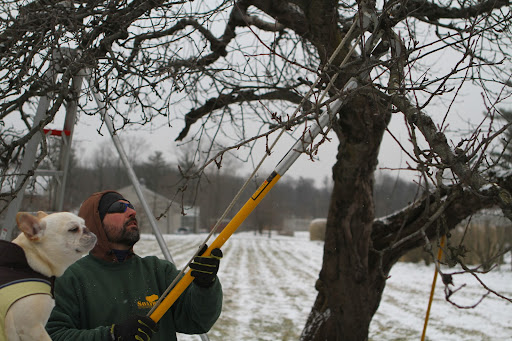 You're pruning all of last year's growth because all it produces are leaves and you want the established growth to have all the tree's energy to produce flowers and fruit. You're pruning all of last year's growth because all it produces are leaves and you want the established growth to have all the tree's energy to produce flowers and fruit.