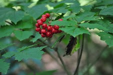 DSC_1835.JPG