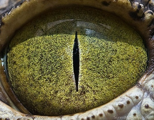 crocodilo crocodilo