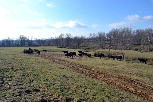[headed%2520towards%2520silage%255B3%255D.jpg]