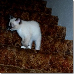ziggy9